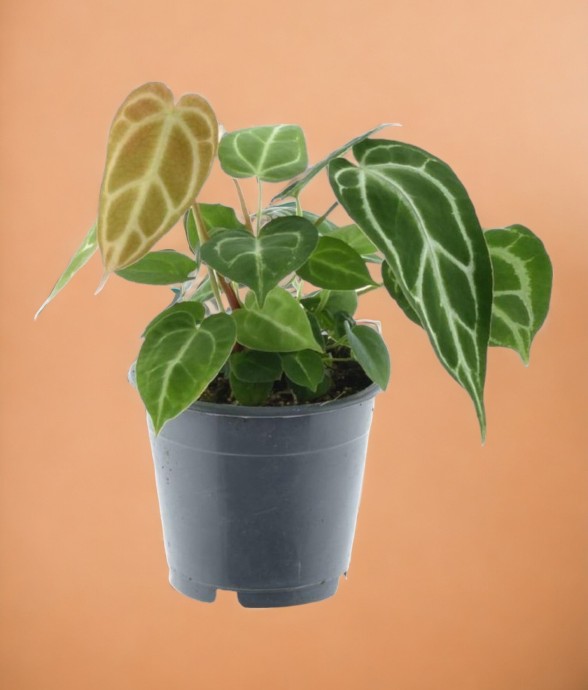 Anthurium Chrystallium