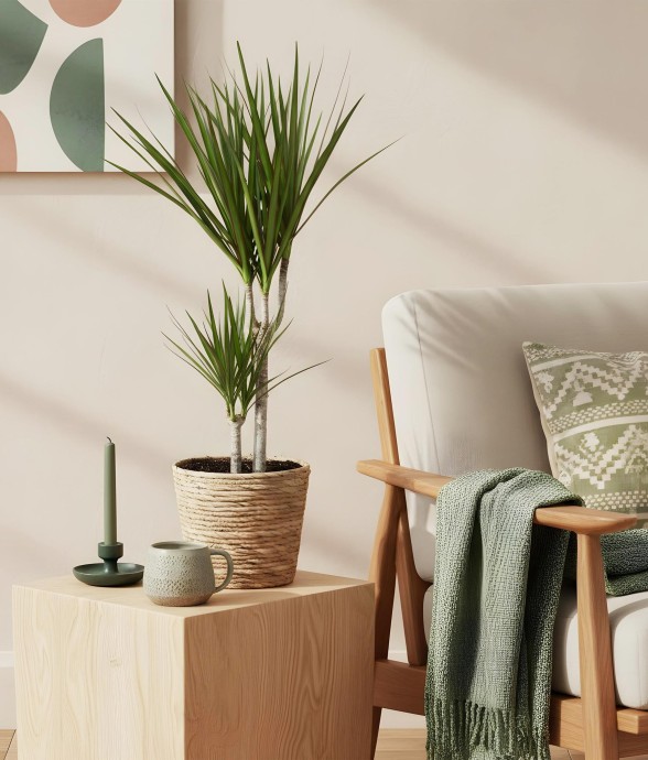 Dracaena Marginata -  1