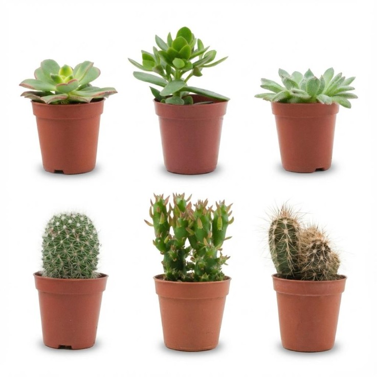 Mix Cactus & Succulentes -  18