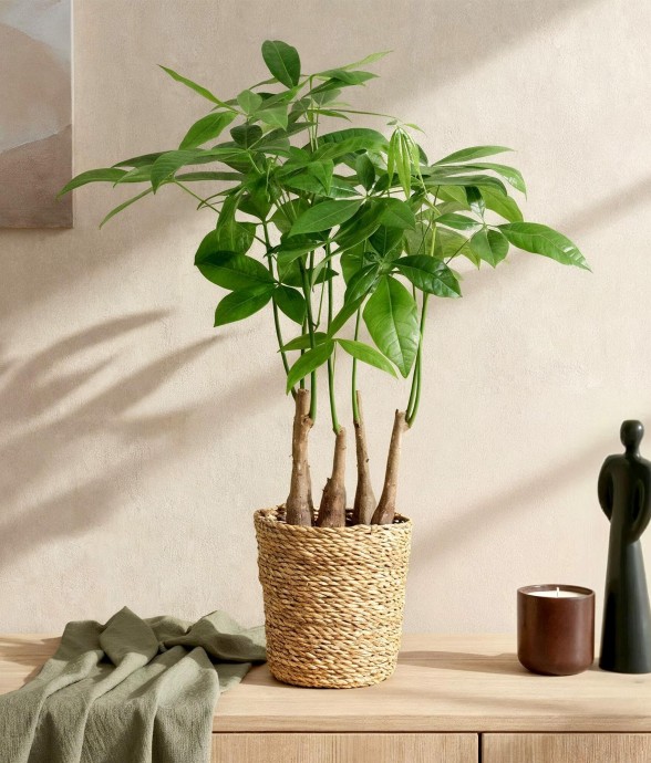 Pachira Aquatica multi...