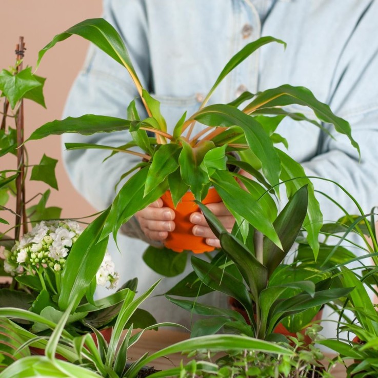 Coffret – Plantes seconde vie -  12 plantes