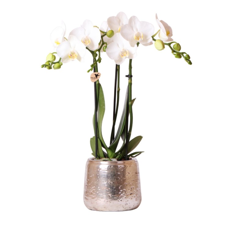 Orchidée Phalaenopsis blanche en pot argenté Amabilis