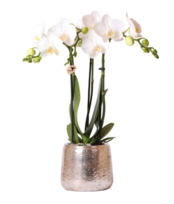 Orchidée Phalaenopsis...
