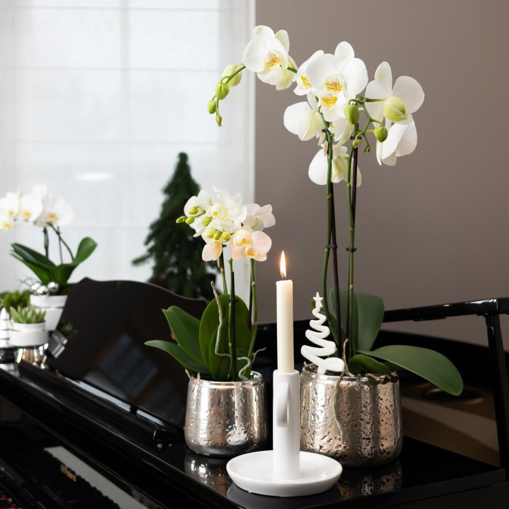 Orchidée Phalaenopsis blanche en pot argenté Amabilis