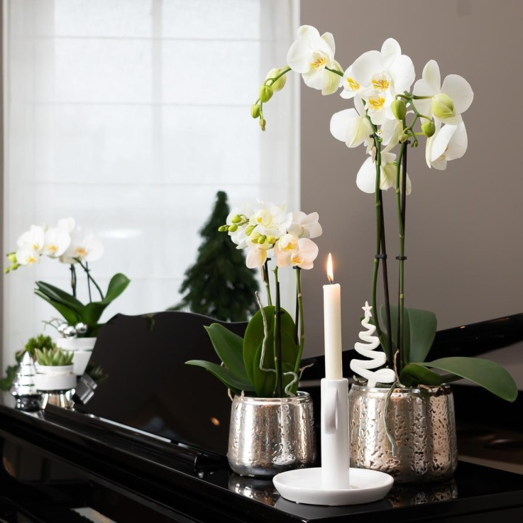 Orchidée Phalaenopsis blanche en pot argenté Amabilis