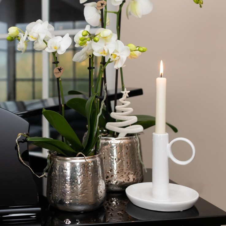 Orchidée Phalaenopsis blanche en pot argenté Amabilis