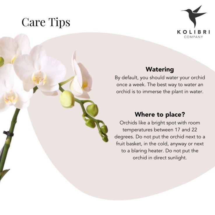 Orchidée Phalaenopsis blanche en pot argenté Amabilis