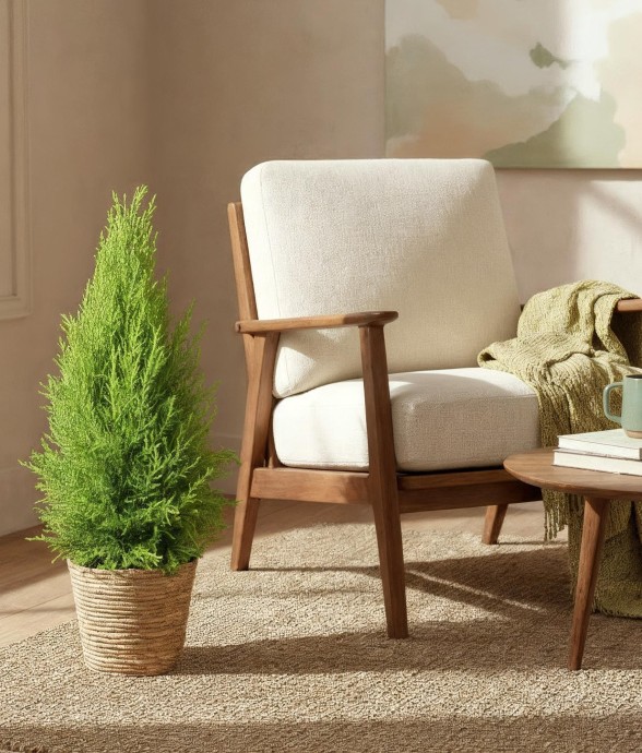 Cyprès Gold Crest Wilma