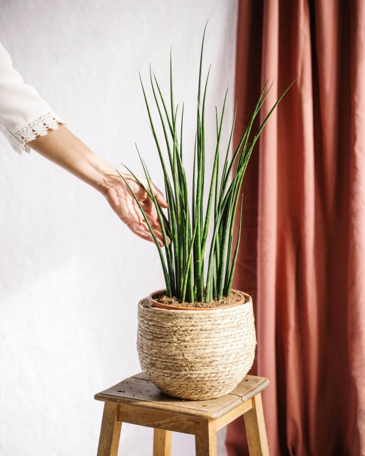 Sansevieria Mikado