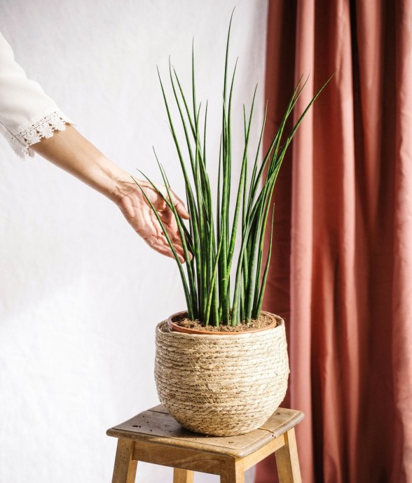 Sansevieria Mikado