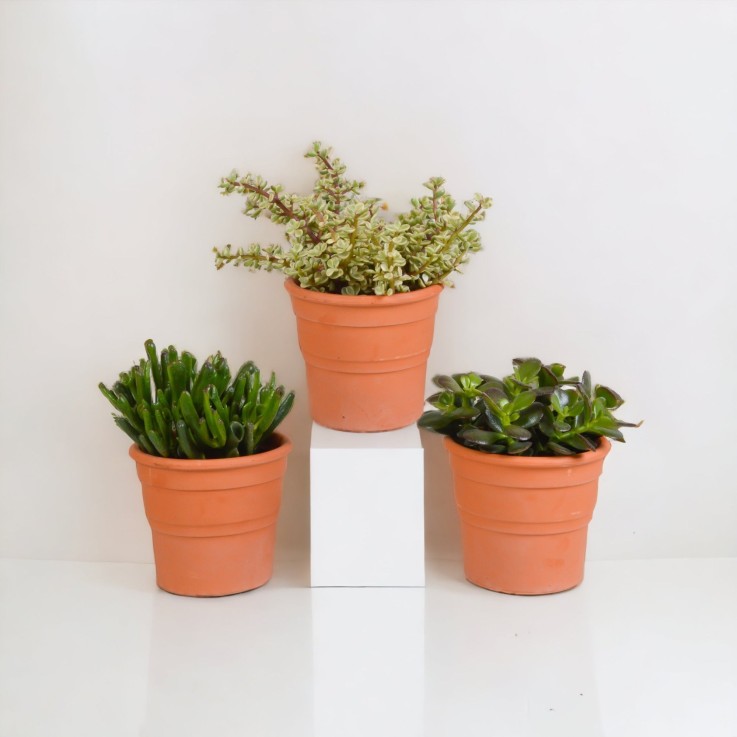 Coffret crassula et ses caches-pots terracotta - Lot de 3 plantes, h21cm