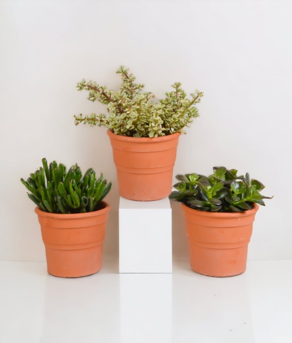 Coffret crassula et ses...