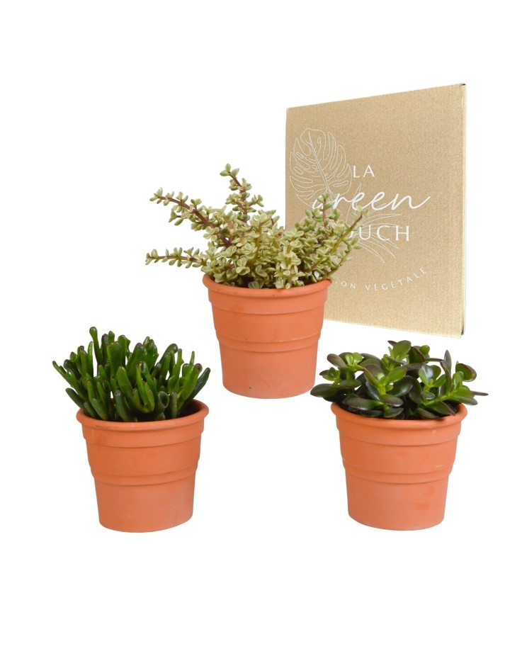 Coffret crassula et ses caches-pots terracotta - Lot de 3 plantes, h21cm