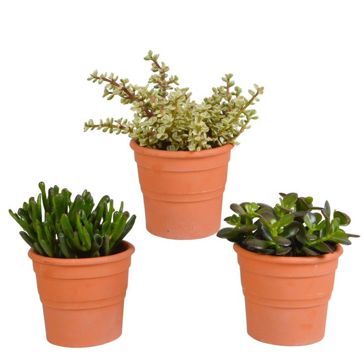 Coffret crassula et ses caches-pots terracotta - Lot de 3 plantes, h21cm