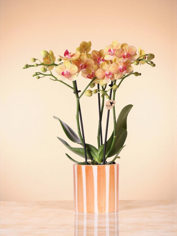 Orchidée Jamaica et son pot -  Blanc doré