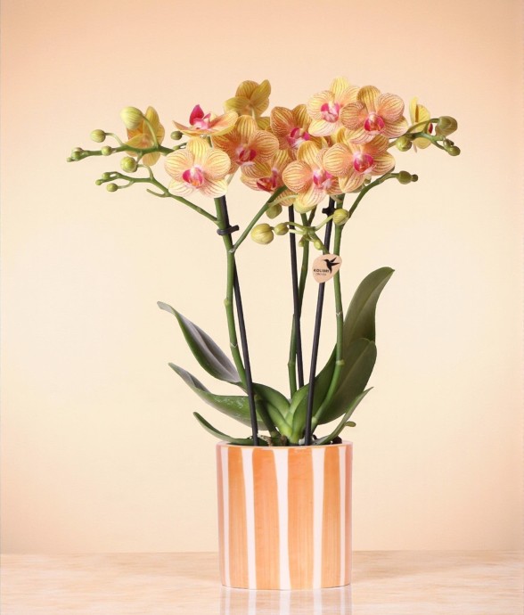 Orchidée Jamaica et son pot...