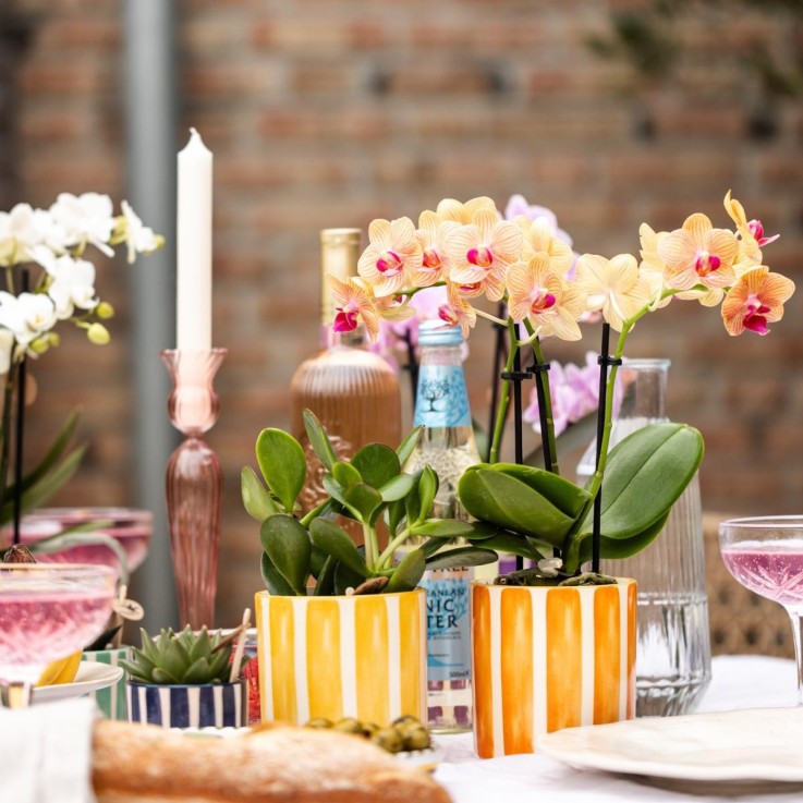 Orchidée Jamaica et son pot -  Blanc doré