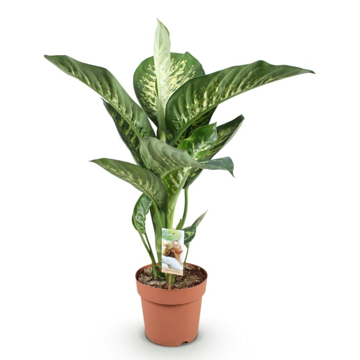 Dieffenbachia Tropic Snow