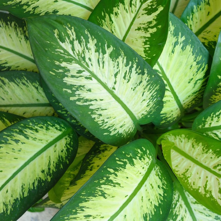 Dieffenbachia Tropic Snow