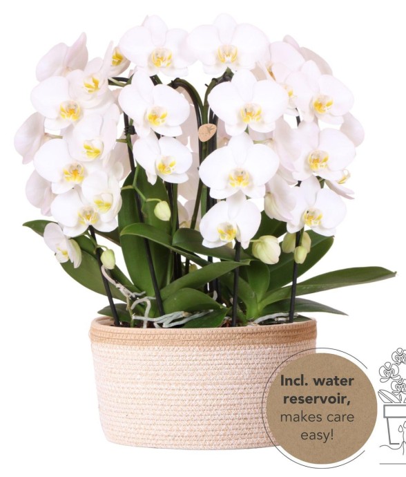 Bouquet d'orchidées...