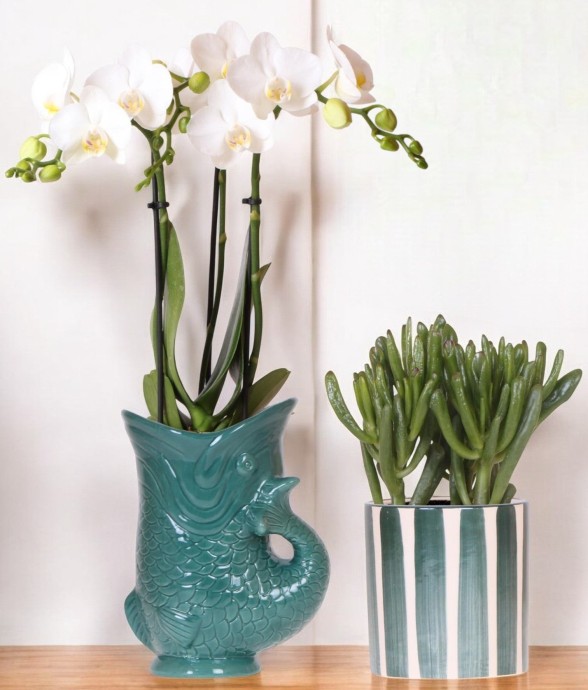 Orchidée Amabilis et...