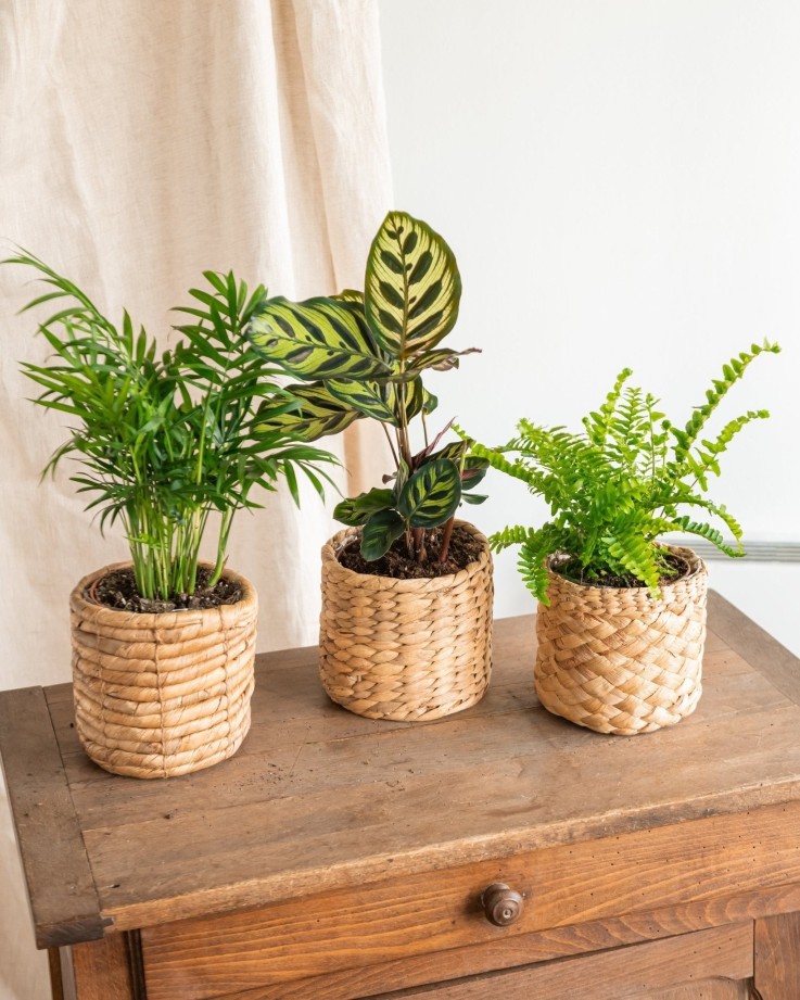 Coffret plantes dépolluantes -  Box 5 plantes