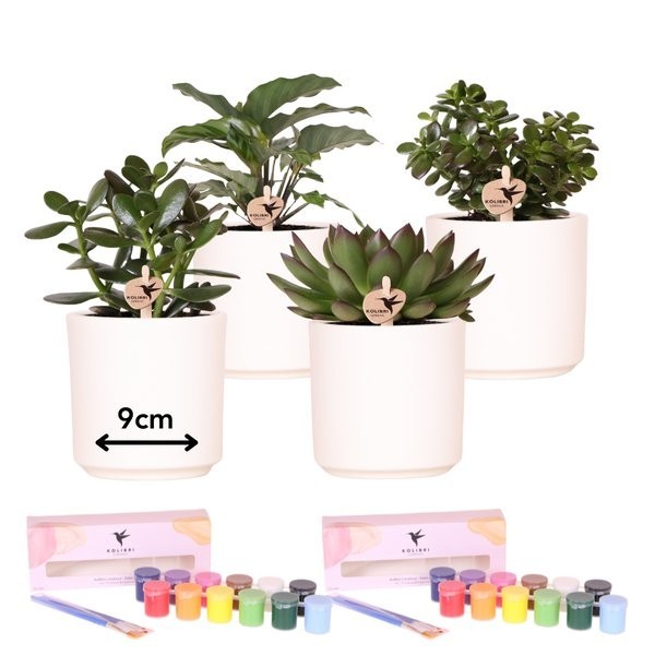 Coffret Créatif Débutant 4 succulentes