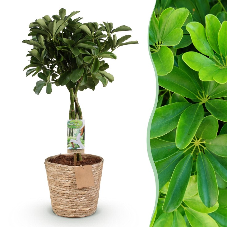 Schefflera Nora et panier