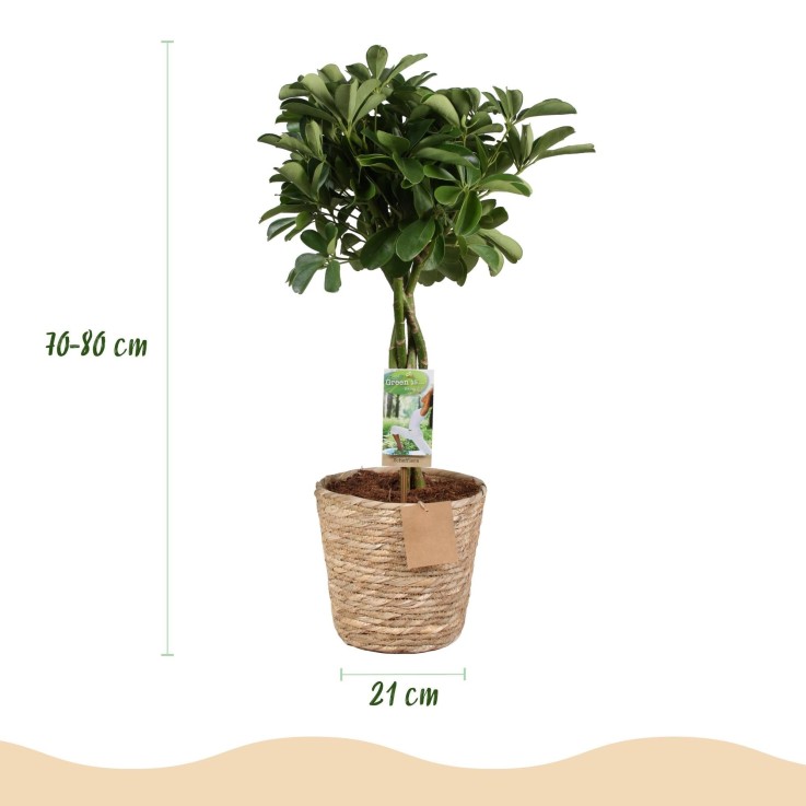 Schefflera Nora et panier