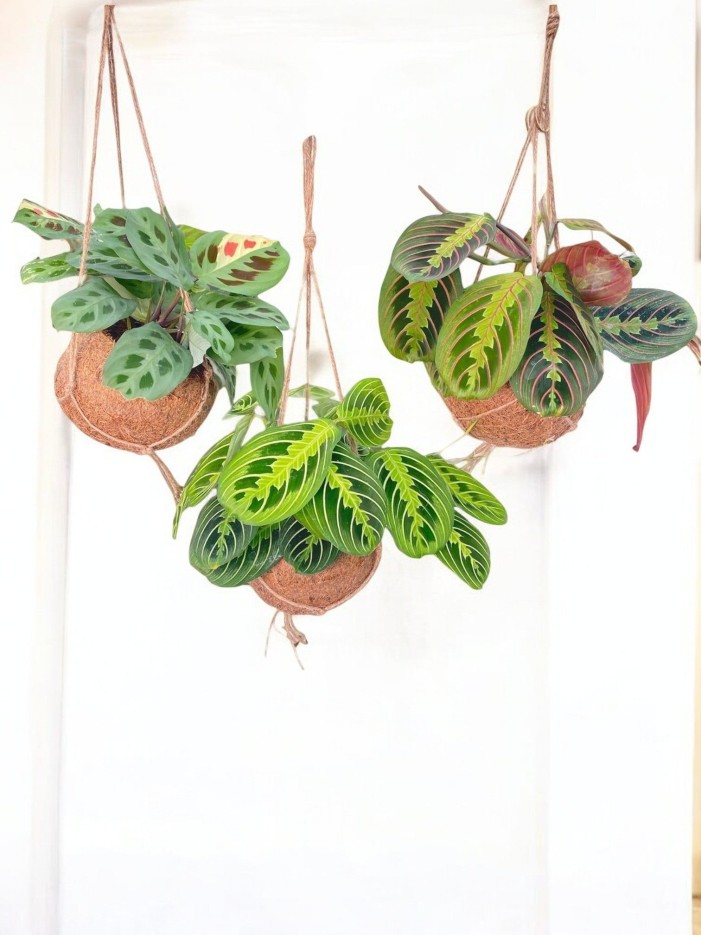 Box - 3 kokodama Maranta