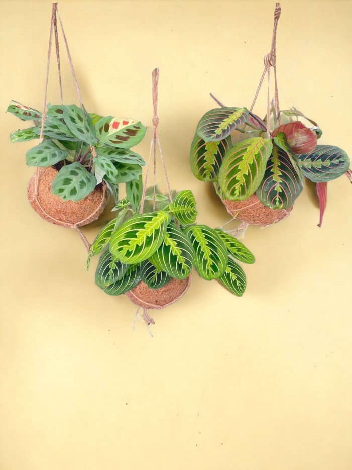 Box - 3 kokodama Maranta