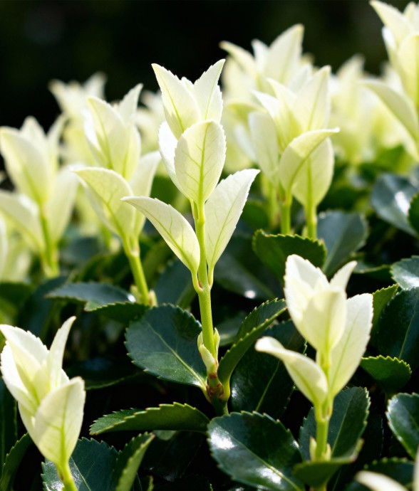 Euonymus japonica Paloma...