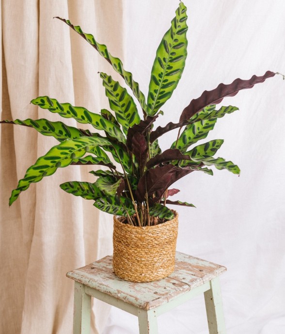 Calathea lancifolia L