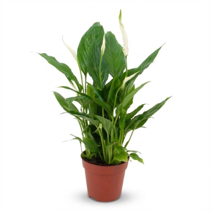 Spathiphyllum -  3