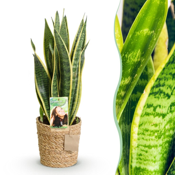 Sansevieria Laurentii et