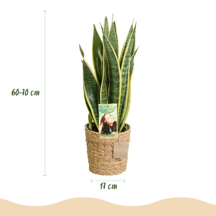 Sansevieria Laurentii et