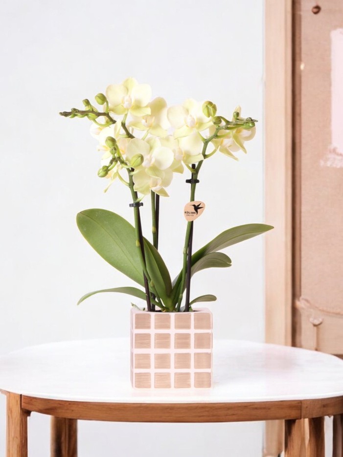 Orchidée Phalaenopsis Jaune et son pot -  Rayé Jaune