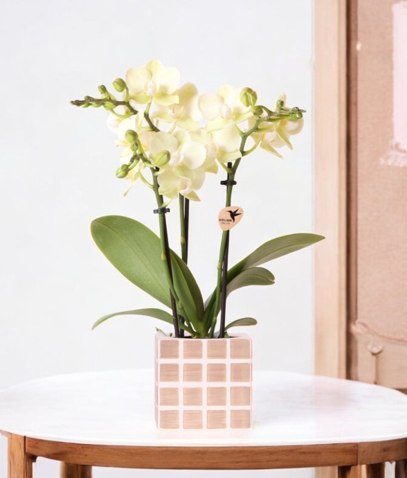 Orchidée Phalaenopsis Jaune...