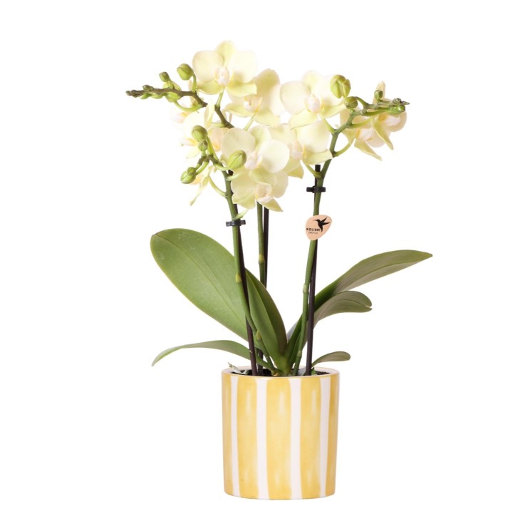 Orchidée Phalaenopsis Jaune et son pot -  Rayé Jaune
