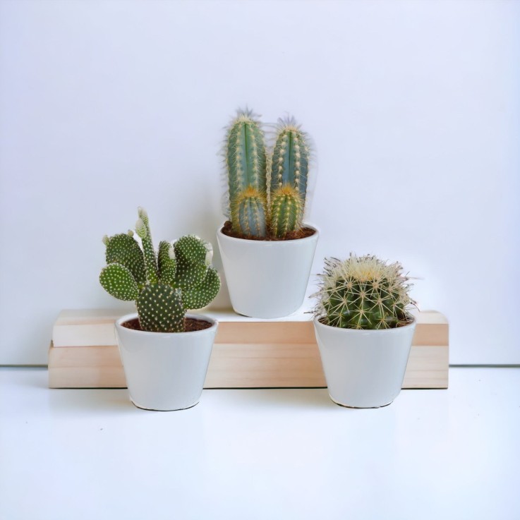 Coffret cactus et ses caches-pots blancs - Lot de 3 plantes, h23cm