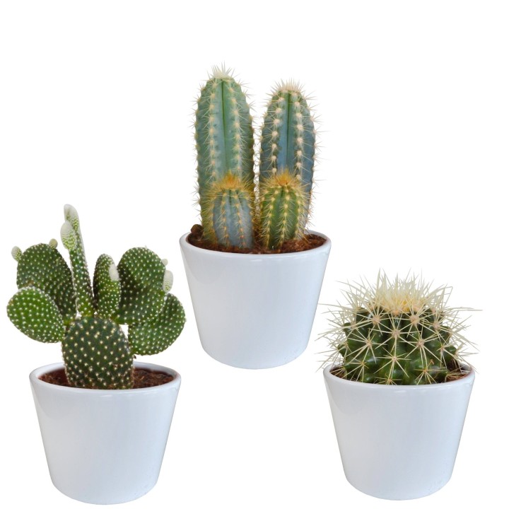 Coffret cactus et ses caches-pots blancs - Lot de 3 plantes, h23cm