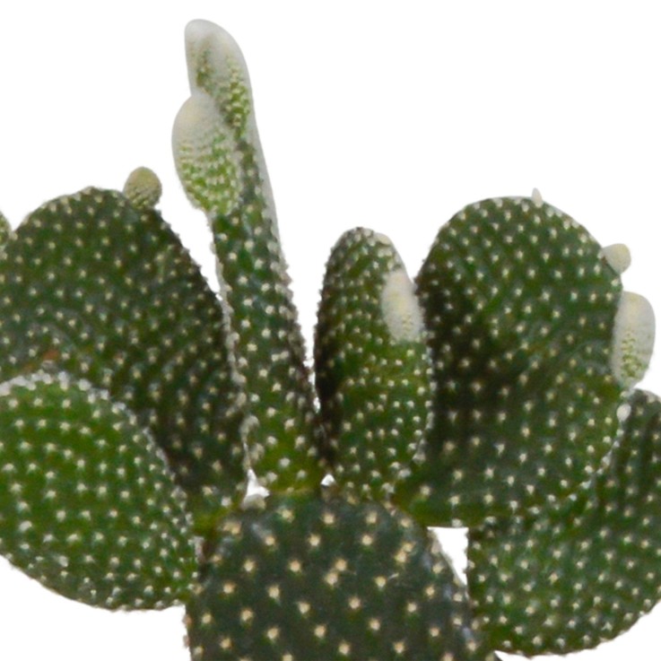 Coffret cactus et ses caches-pots blancs - Lot de 3 plantes, h23cm