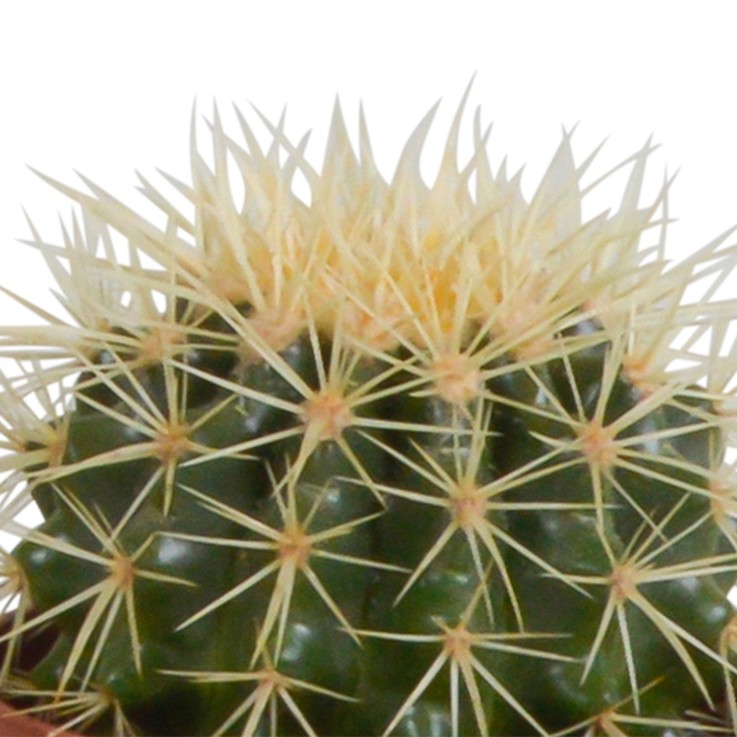 Coffret cactus et ses caches-pots blancs - Lot de 3 plantes, h23cm