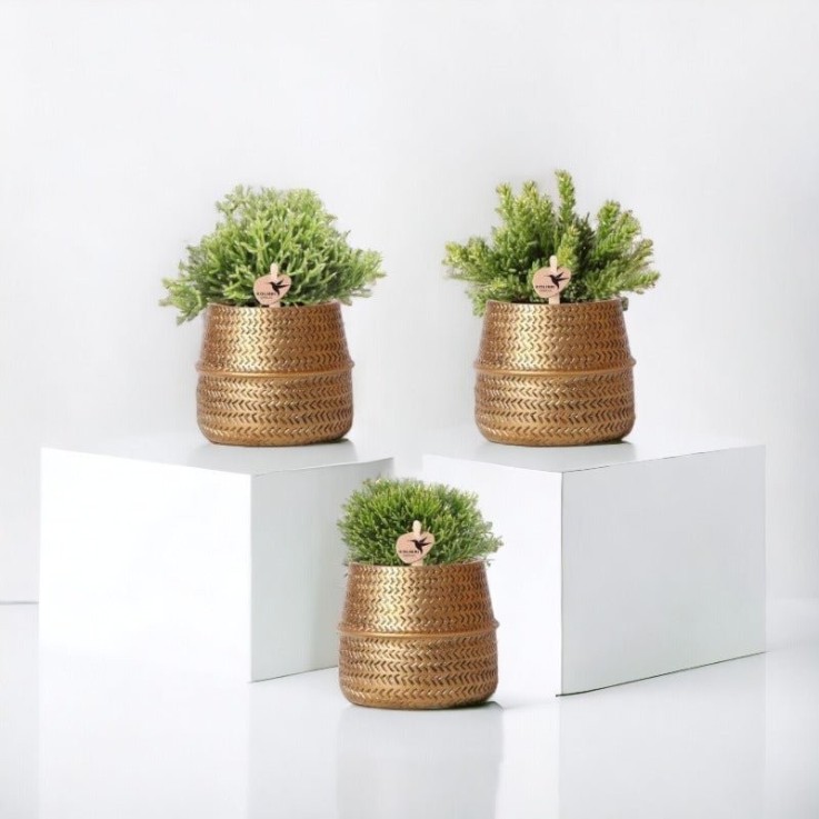 Box 3 Rhipsalis et leurs caches-pots doré - Ø9cm - plante d'intérieur