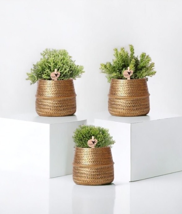 Box 3 Rhipsalis et leurs...