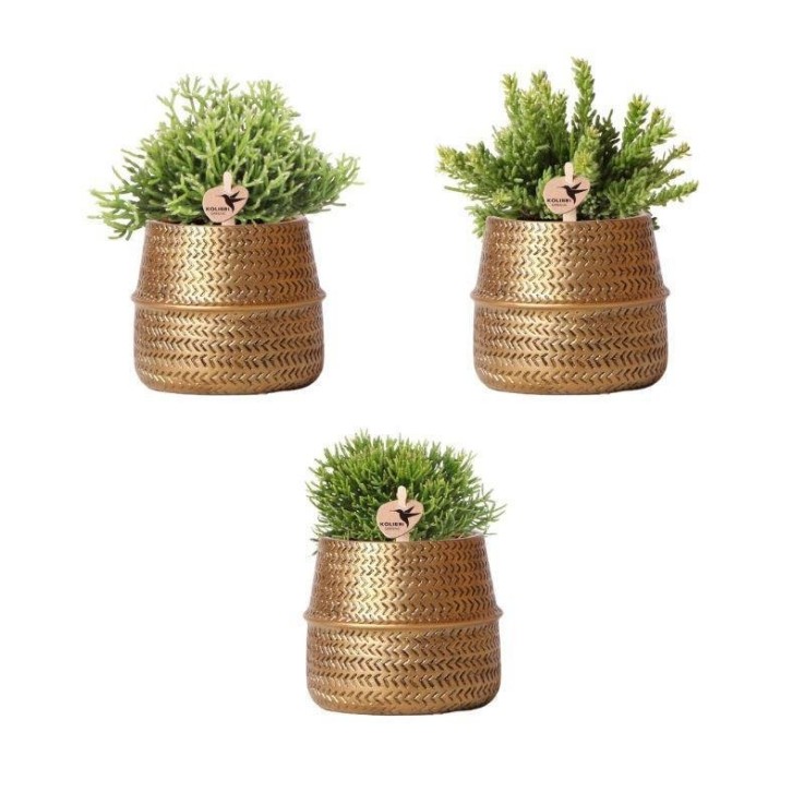 Box 3 Rhipsalis et leurs caches-pots doré - Ø9cm - plante d'intérieur
