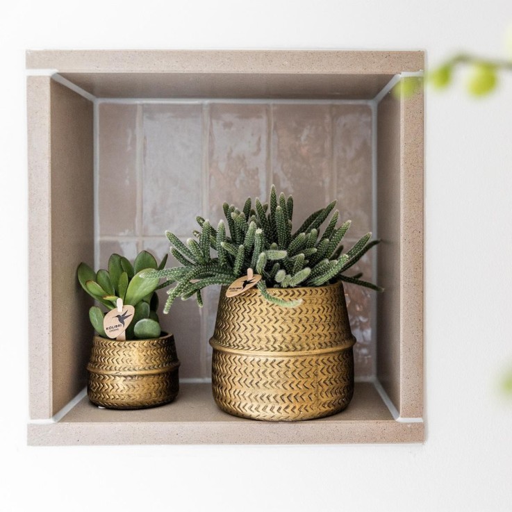 Box 3 Rhipsalis et leurs caches-pots doré - Ø9cm - plante d'intérieur