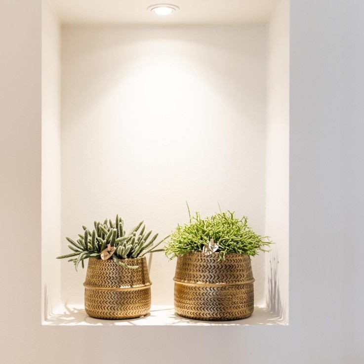 Box 3 Rhipsalis et leurs caches-pots doré - Ø9cm - plante d'intérieur