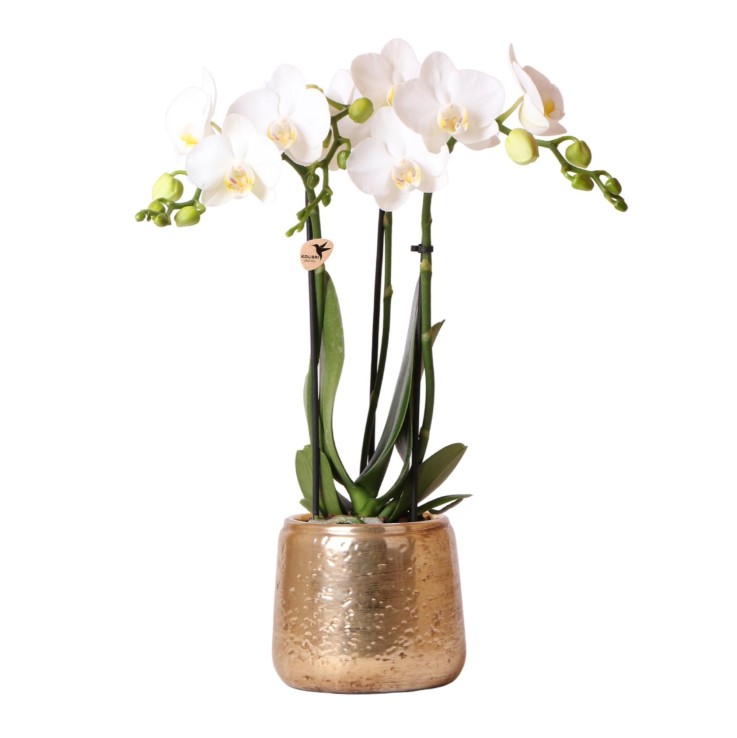 Phalaenopsis Amabilis en pot luxueux doré