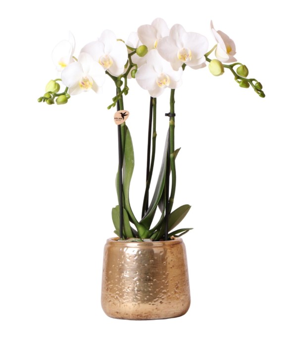 Phalaenopsis Amabilis en...